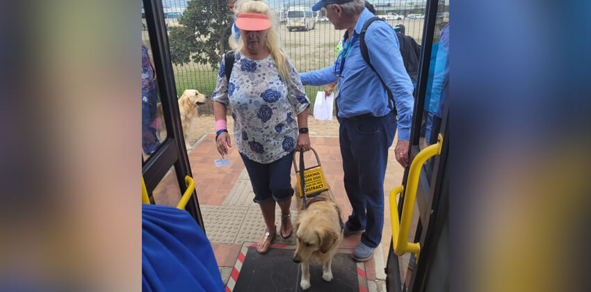 A woman with a guide dog walking up the deployed ramp to board the bus.