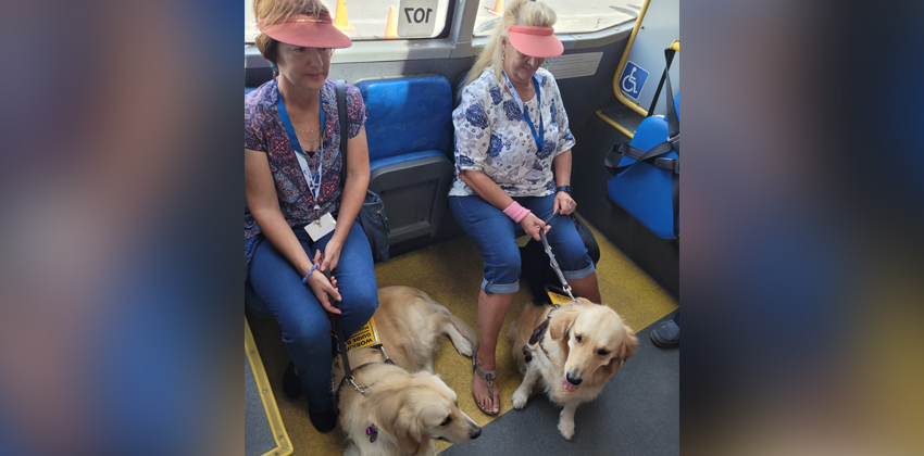 Two women with their guide dogs sitting in the priority seating area of a bus. There is extra space in front of these seats to accommodate the dogs.